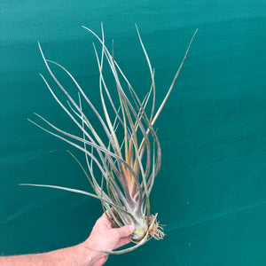 Tillandsia - Mali Dofitas ex. CC NEW