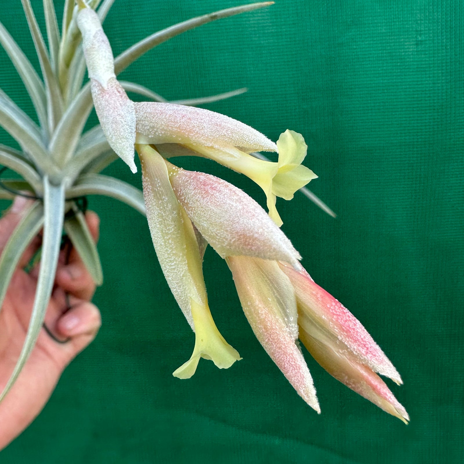 Tillandsia - Candy Corn