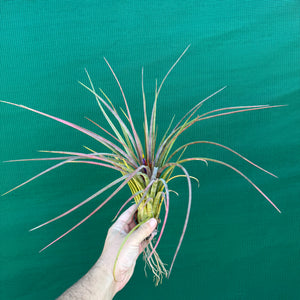 Tillandsia - ionantha x makoyana (Nat. Hybrid) ex. PT NEW
