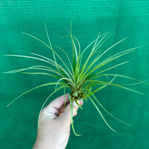 Tillandsia - chlorophylla ‘Small Form’ ex. PT NEW
