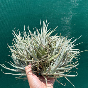 Tillandsia leonamiana ‘Brent’ (Mature Clump) NEW