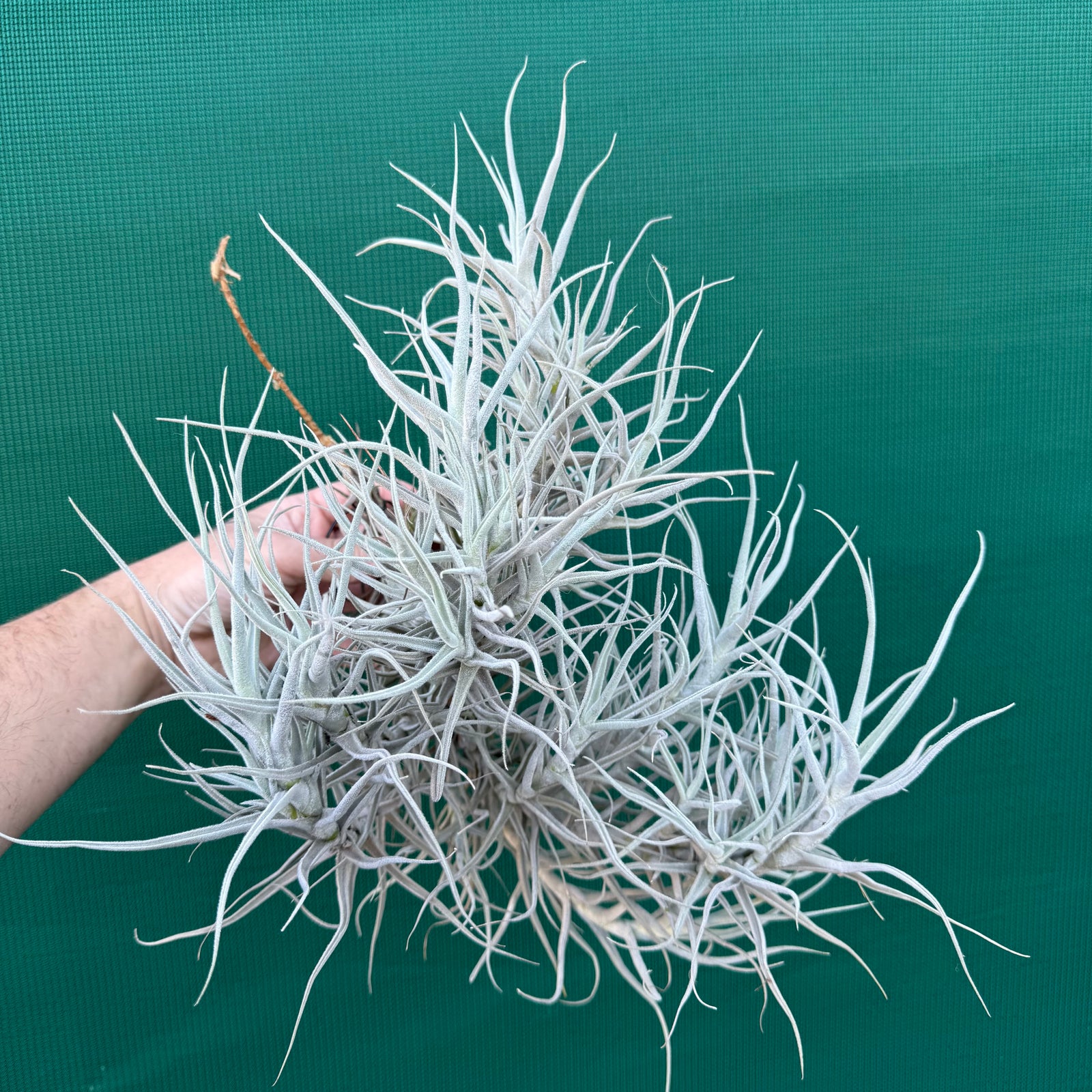 Tillandsia paleacea (Mature Clump) NEW