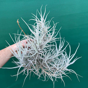 Tillandsia paleacea (Mature Clump) NEW