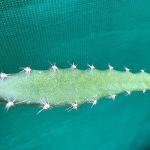 Selenicereus setaceus EP20