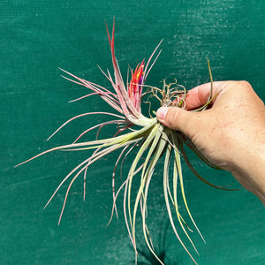 Tillandsia - Yandina NEW