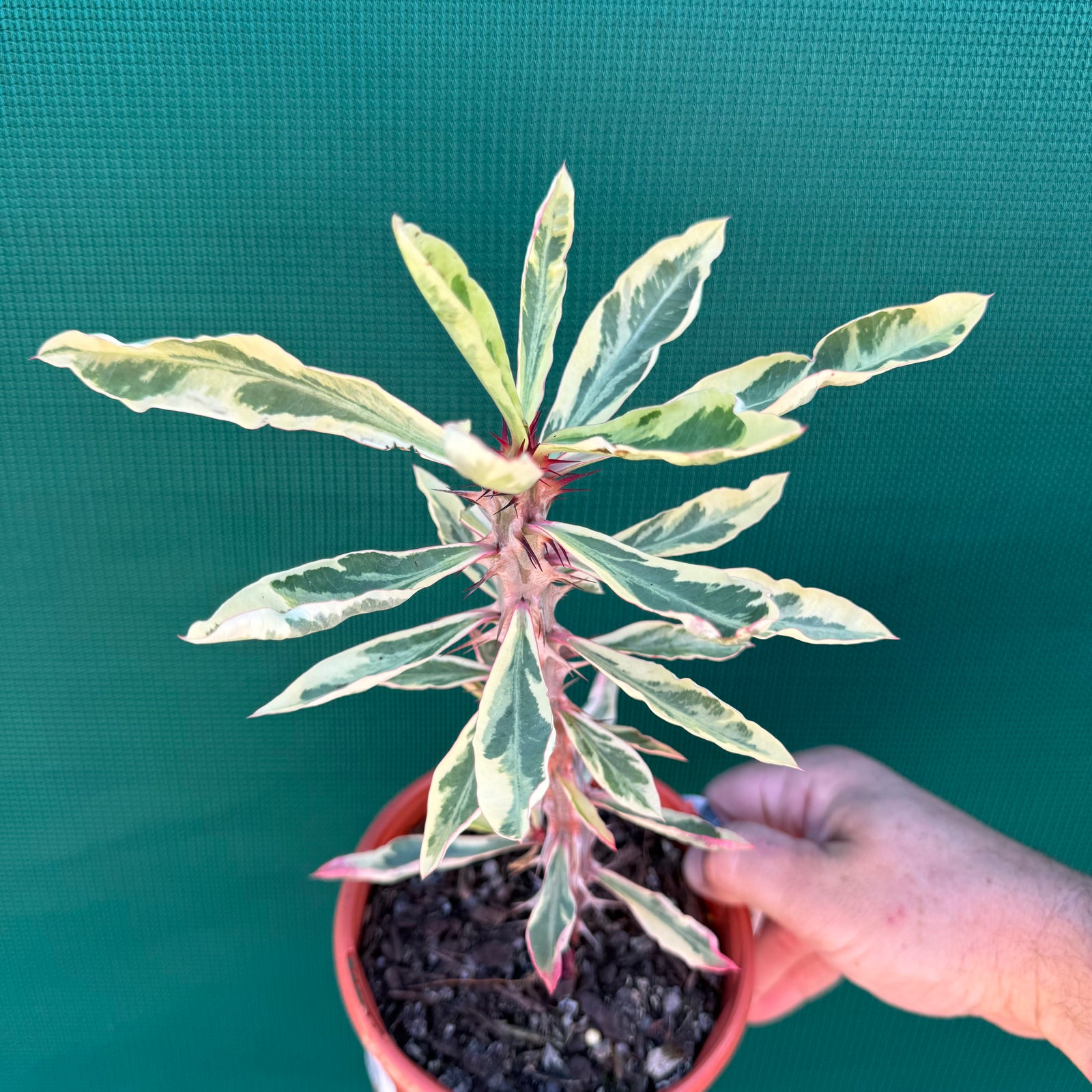 Poysean - Variegated NEW