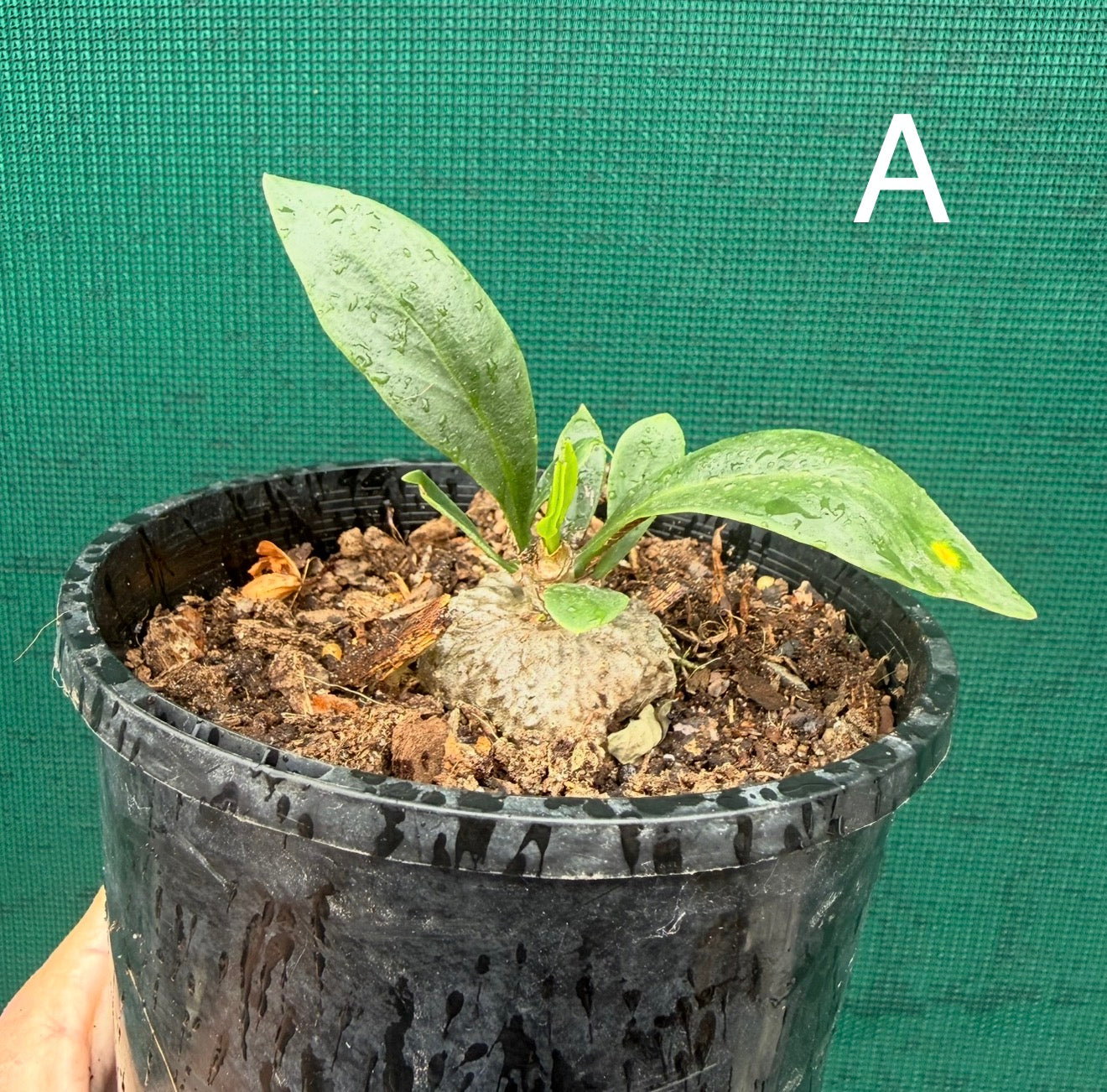Ant Plant - Myrmecodia beccarii