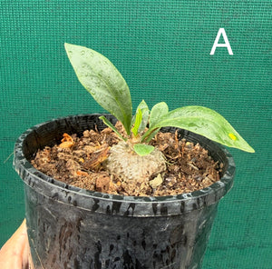 Ant Plant - Myrmecodia beccarii