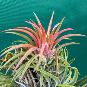 Tillandsia - ionantha 'BRT662' ex. BD NEW