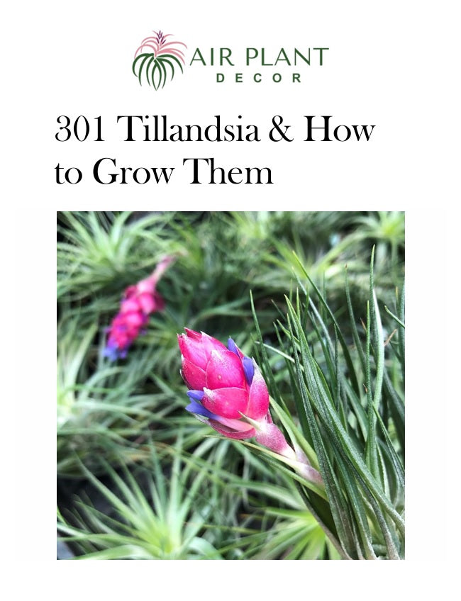 301 Tillandsia & How to Grow Them (eBook)