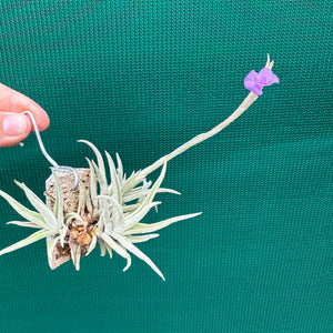 Tillandsia - paleacea ssp. apuramacensis ex. KK NEW