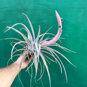 Tillandsia - Queen’s Delight