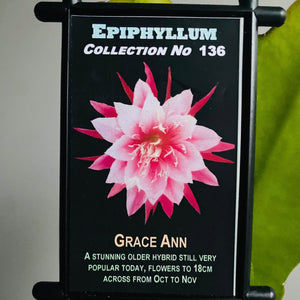 Epi. Hybrid Grace Anne