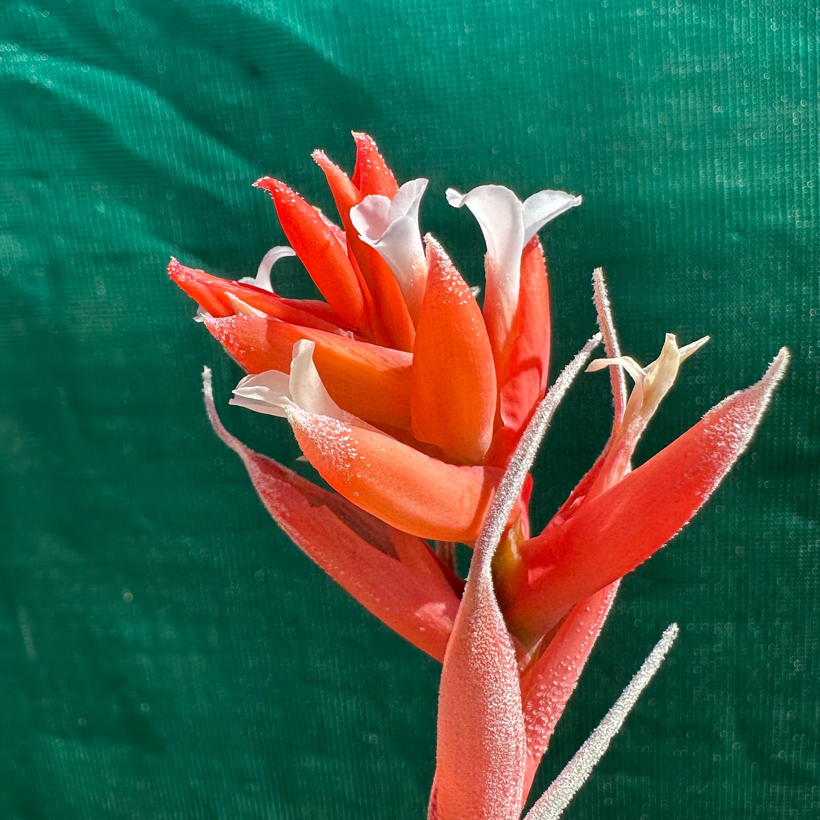 Tillandsia - subsecundifolia ‘Giant Orange’ ex. BD