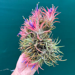 Tillandsia ionantha ‘BOE1593’ (Mature Clump)