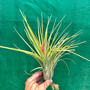 Tillandsia - Elva ex. NR