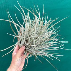 Tillandsia toropiensis ‘Typus’ (Mature Clump)