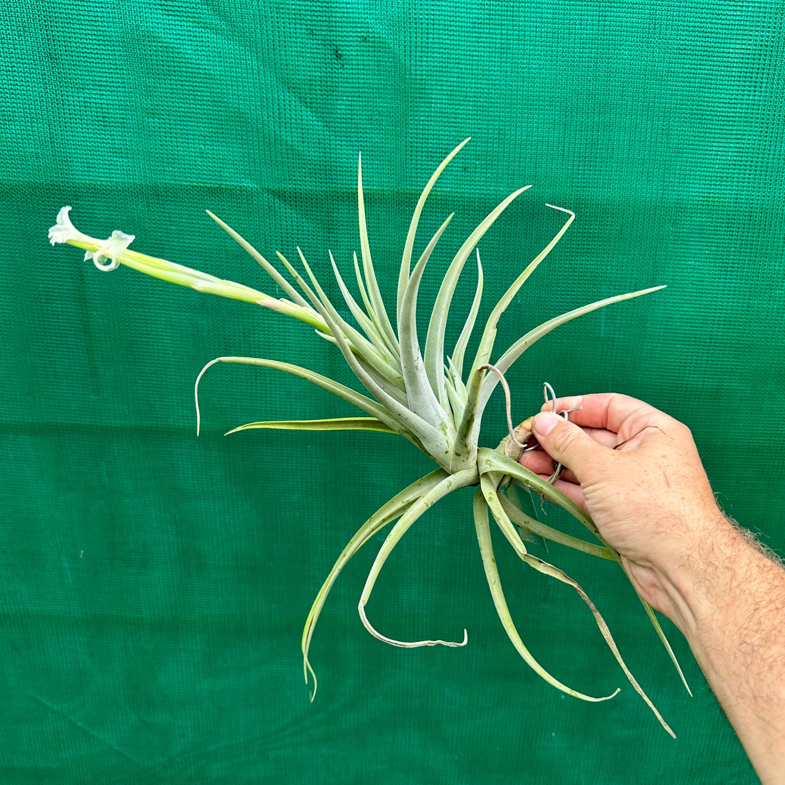 Tillandsia - xiphioides (Fragrant) ex. JO
