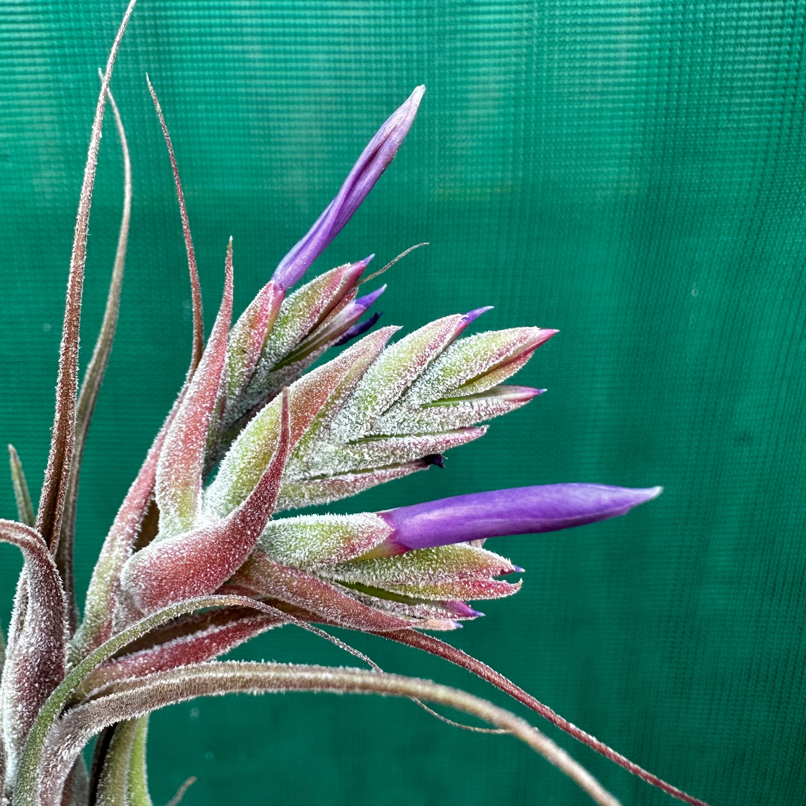 Tillandsia - seleriana ex. OM