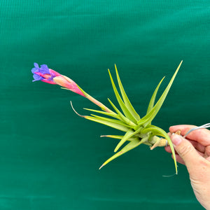 Tillandsia - Bella ex. BD