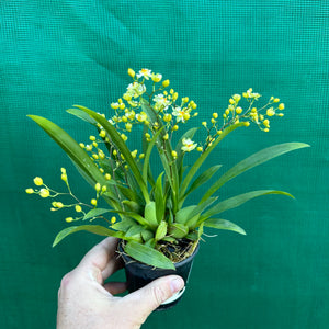 Orchid - Oncidium ‘Twinkle Fantasy’ (Fragrant)