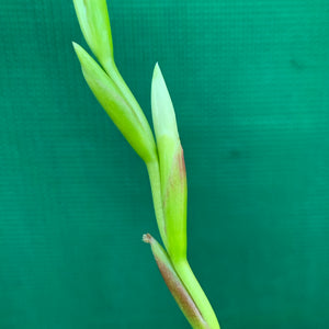 Tillandsia - albida x utriculata ex. PT