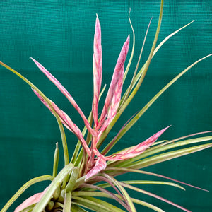 Tillandsia - trieta x streptophylla ex. BG