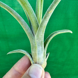 Tillandsia - diguetii x paucifolia (Nat Hybrid) ex. JO NEW