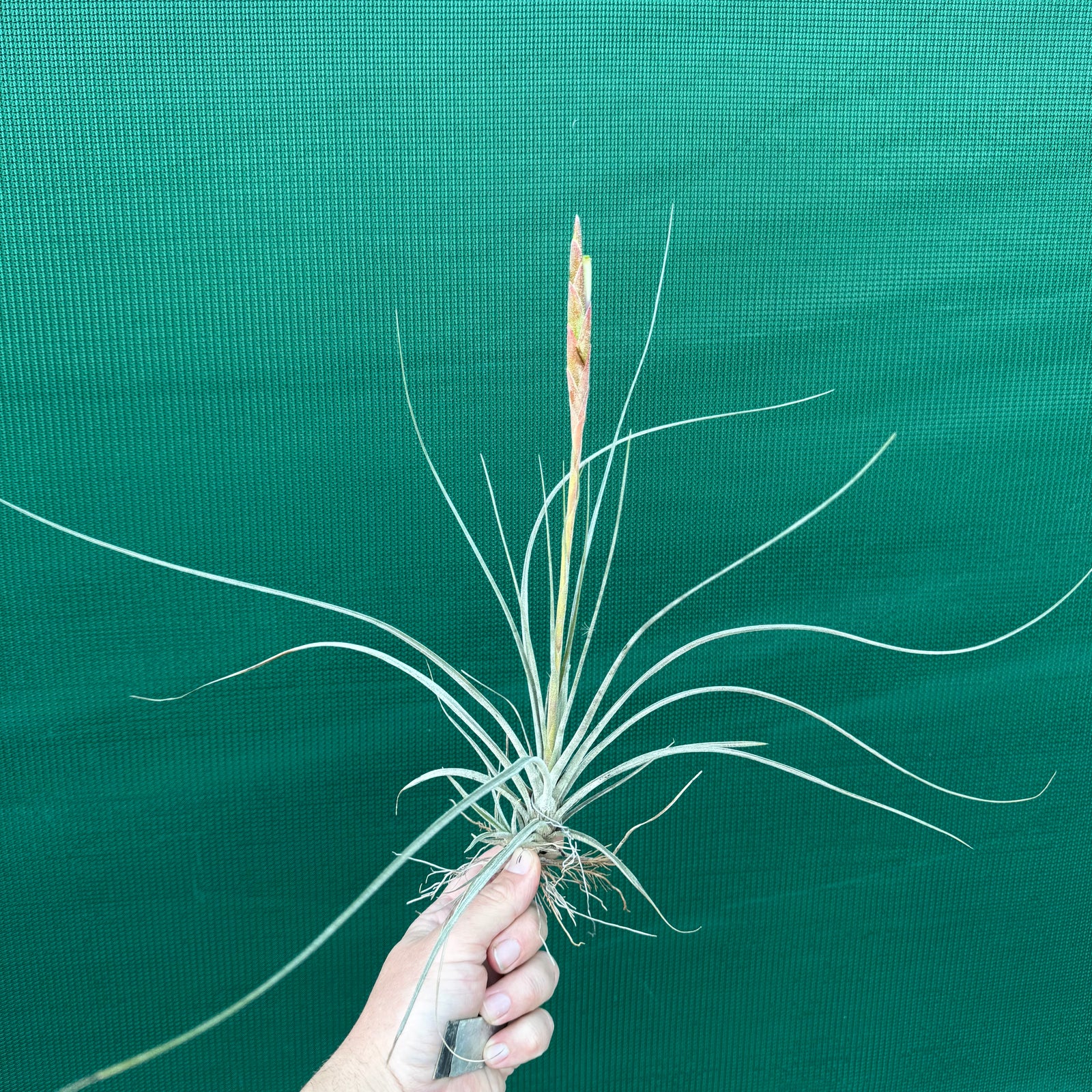 Tillandsia - juncea x schiedeana ex. BH