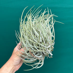 Tillandsia glabrior (Mature Clump) NEW