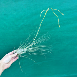 Tillandsia - disticha ‘Major’ ex. OM (Fragrant)