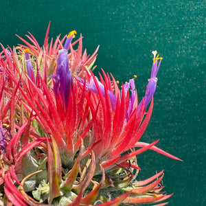 Tillandsia - ionantha 'Honduras’ ex. Tropiflora NEW