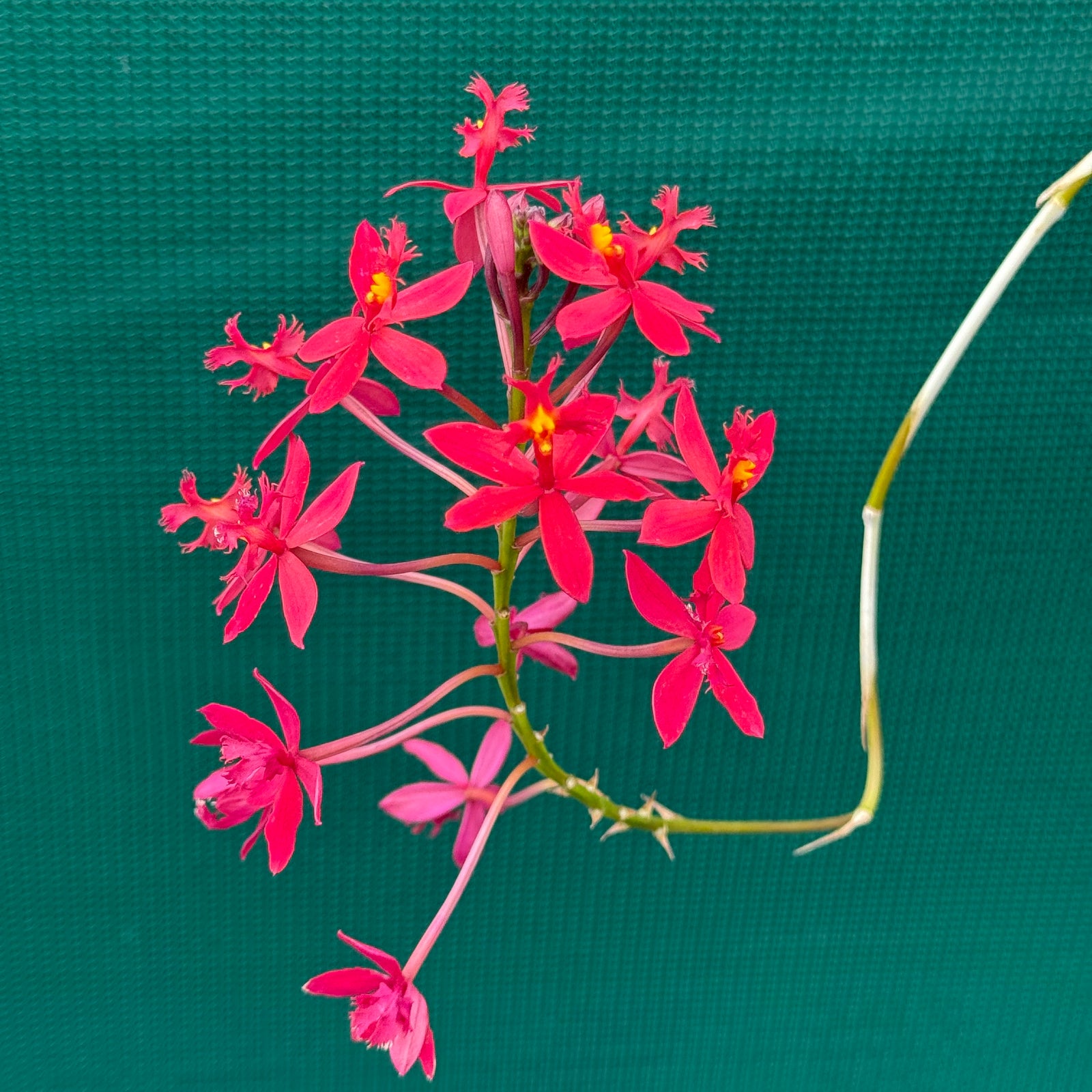 Epidendrum ‘Open Red’
