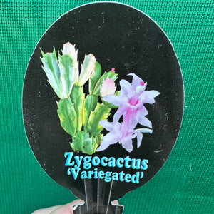 Zygocactus Variegated