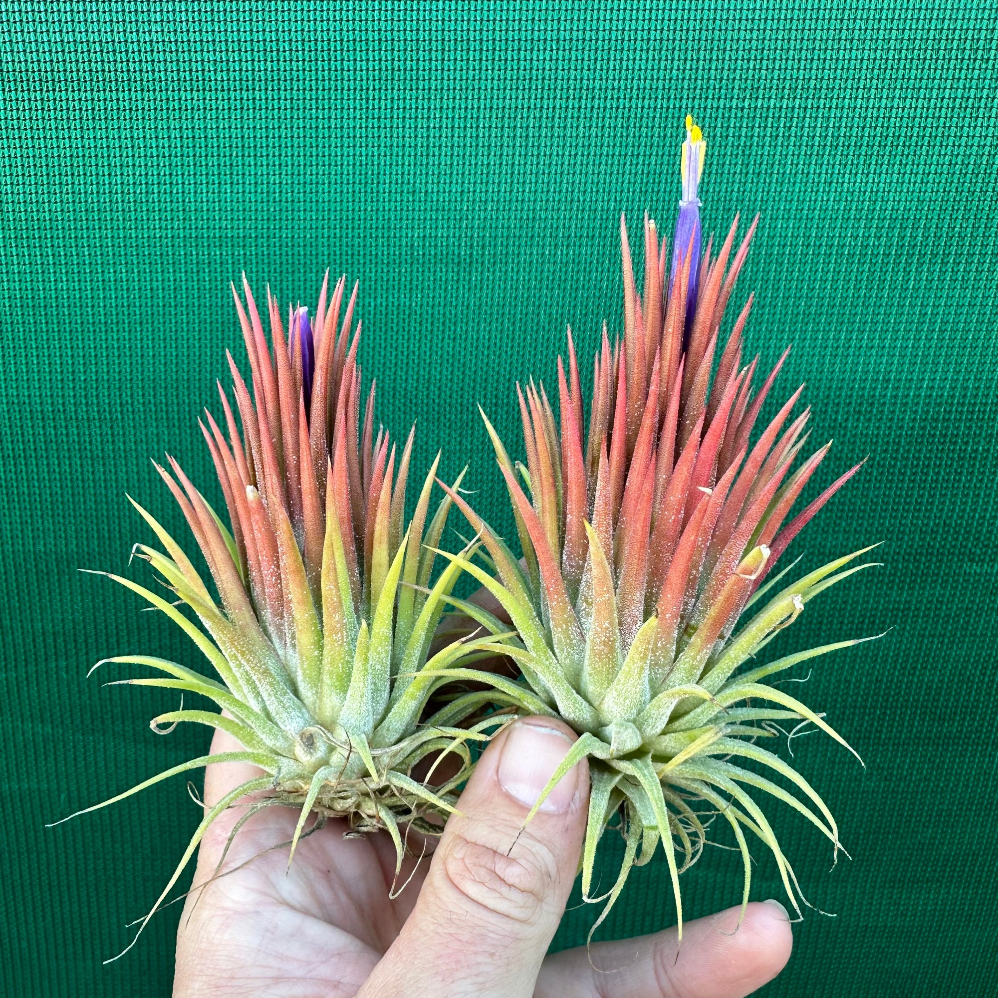 Tillandsia - ionantha 