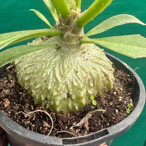 Ant Plant - Myrmecodia beccarii