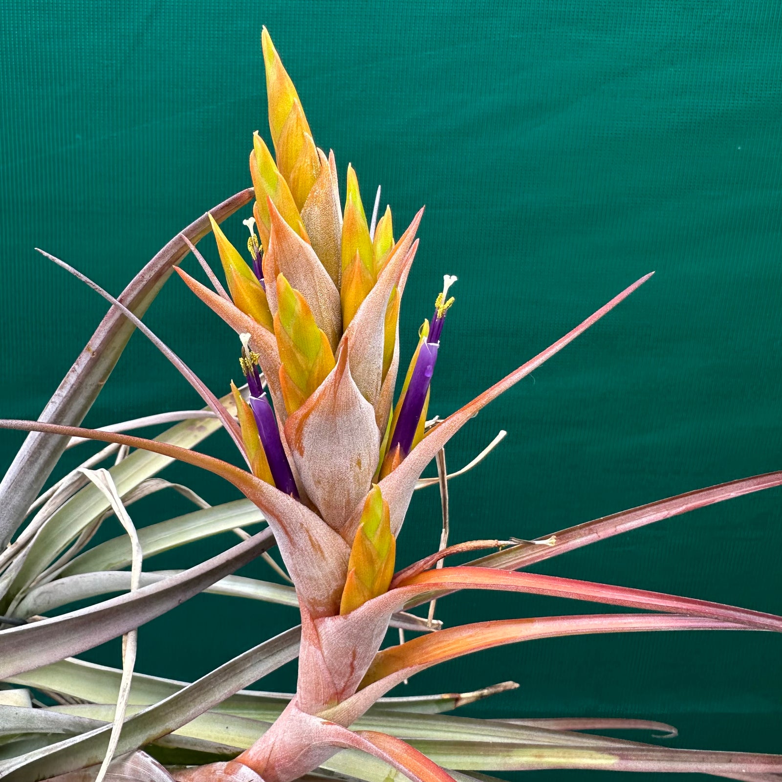Tillandsia - fasciculata x capitata ‘Yellow’ ex. VG NEW