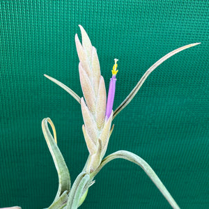 Tillandsia - paucifolia x caput-medusae ex. CV