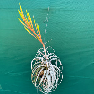 Tillandsia - Silver Queen ex. OM NEW