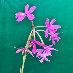 Epidendrum radicans ‘Mauve’
