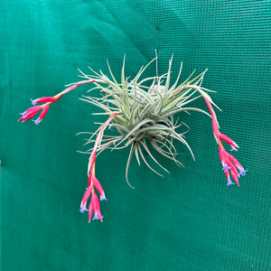 Tillandsia - Veronica's Mariposa ex. GA