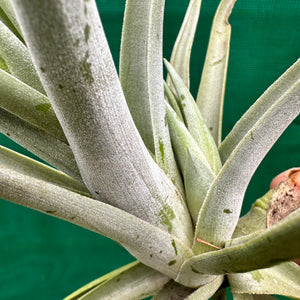 Tillandsia - xiphioides (Fragrant) ex. JO