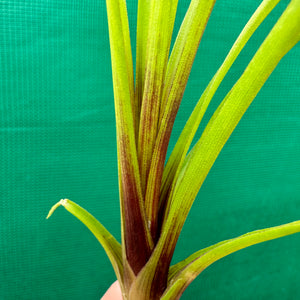 Wallisia - lindenii (Fragrant)