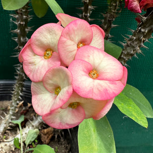 Poysean - Euphorbia milii P041
