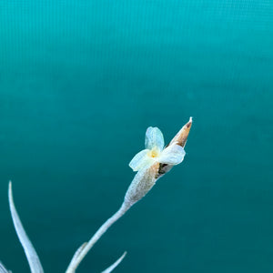 Tillandsia - erecta NEW