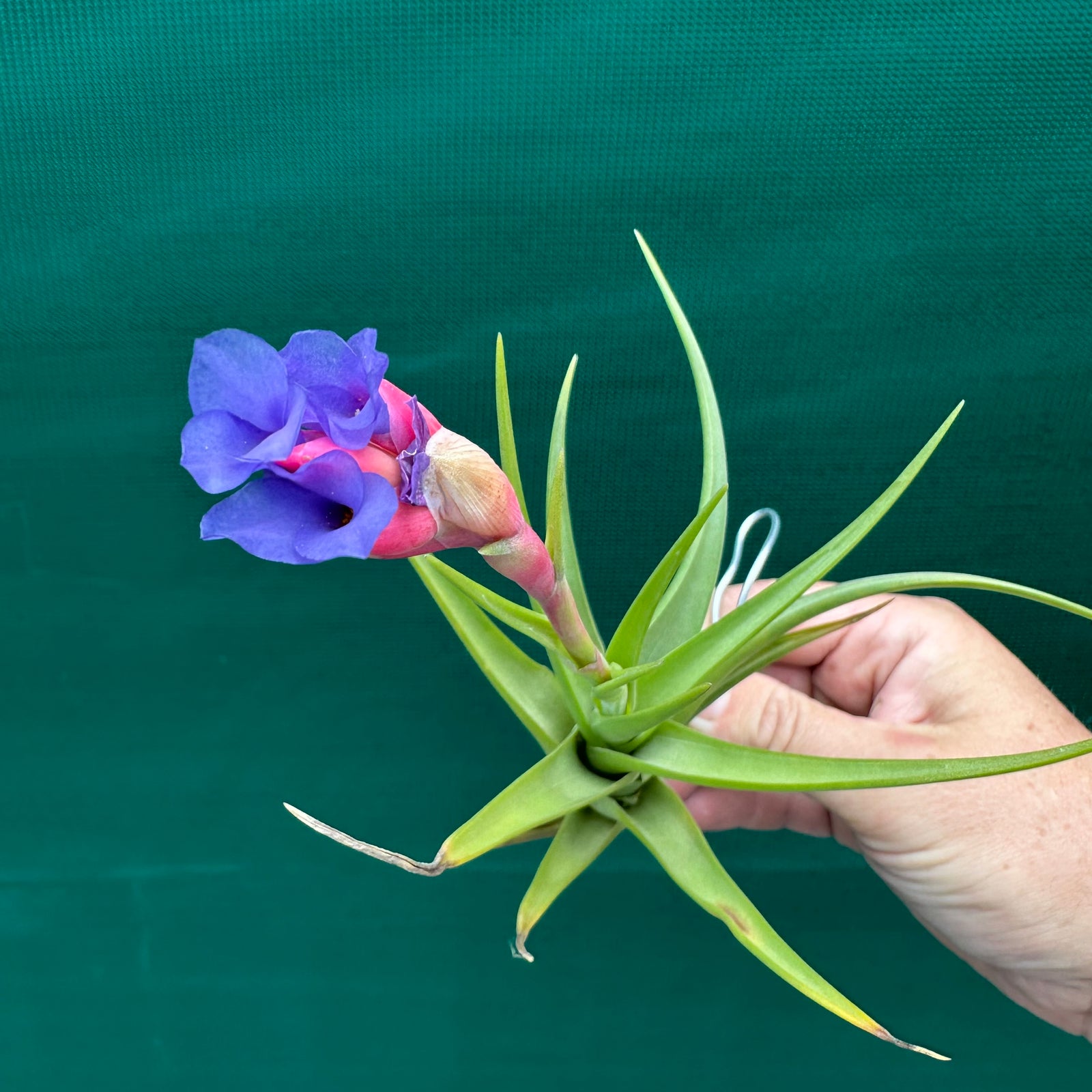 Tillandsia - Bella ex. BD