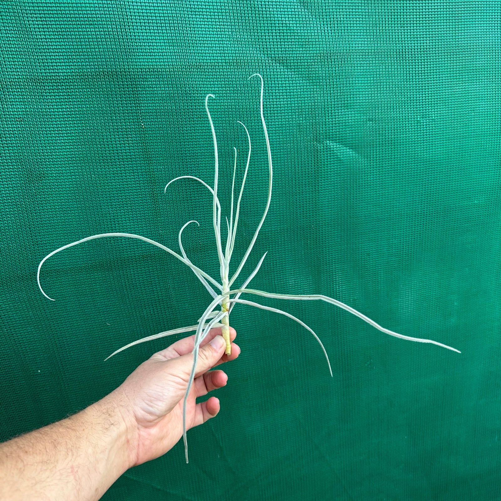 Tillandsia - streptocarpa Len’s Blue x White ex. PT (Fragrant)