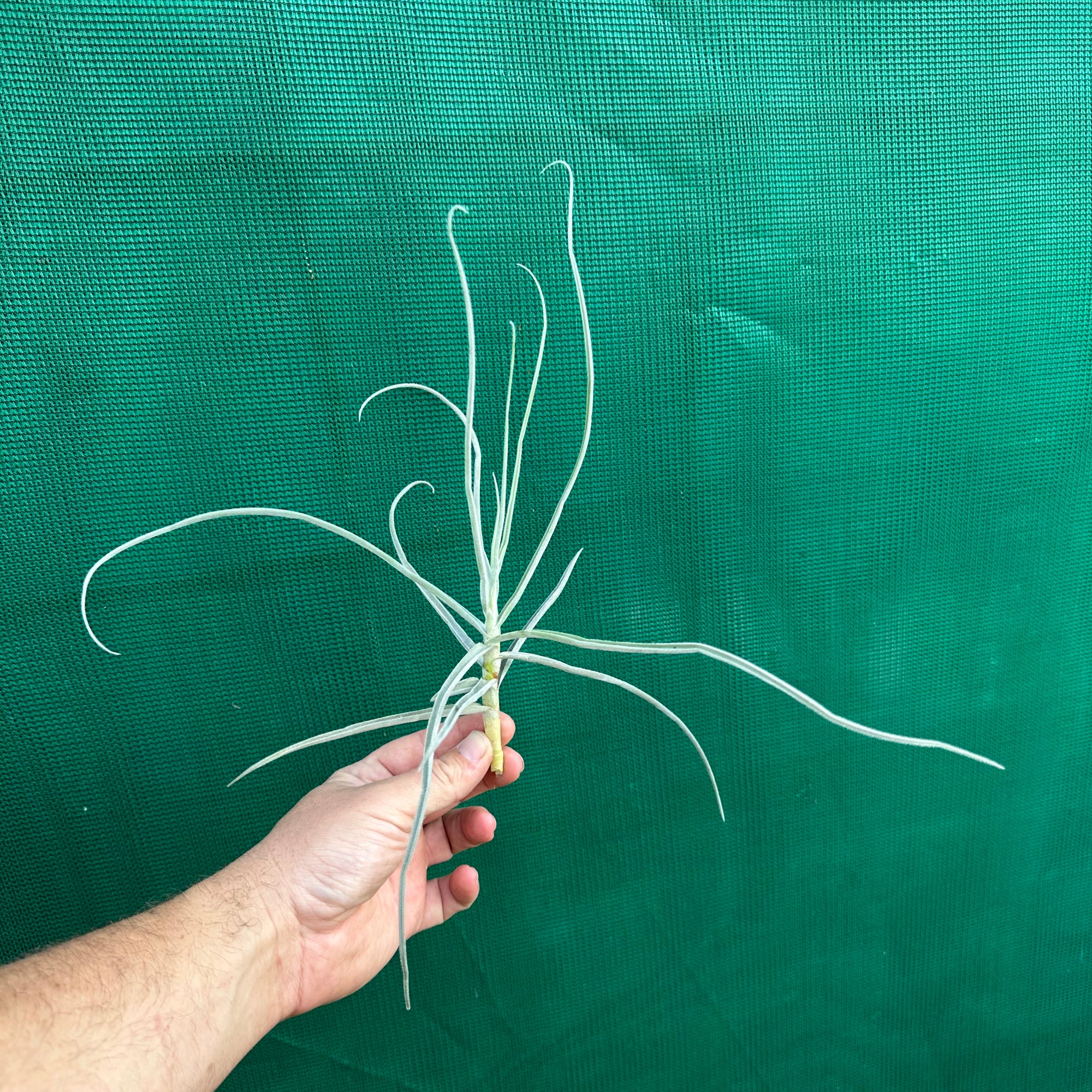 Tillandsia - streptocarpa Len’s Blue x White ex. PT (Fragrant) NEW