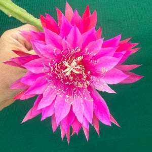 Epi. Hybrid Kiwi Razzle Dazzle EH86