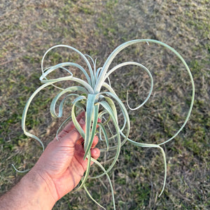 Tillandsia - Rhonda R. ex. RFI